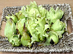 天然フキノトウ