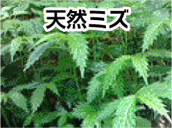 天然ミズ