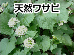 天然ワサビ